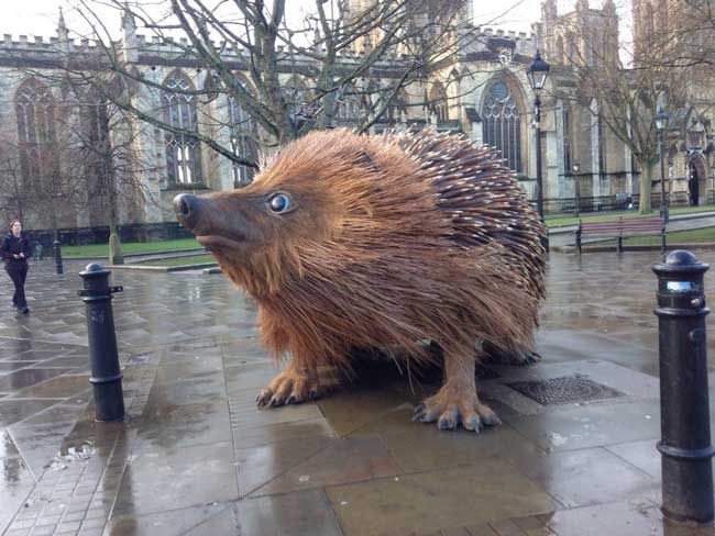 Giant hedgehog bristol