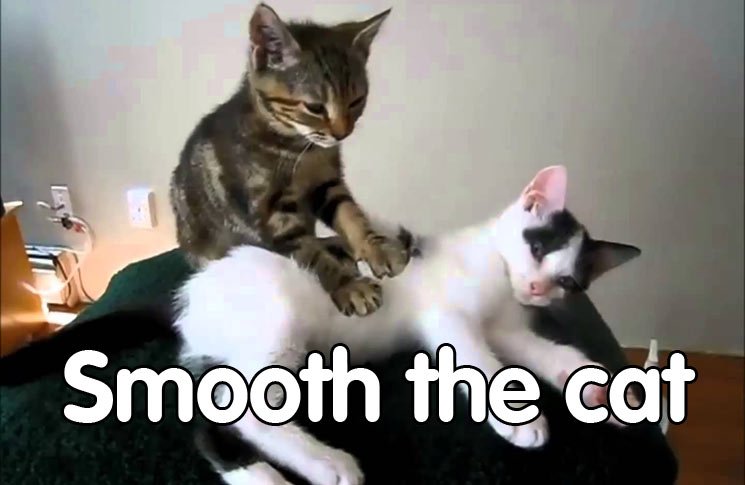 smooth the cat