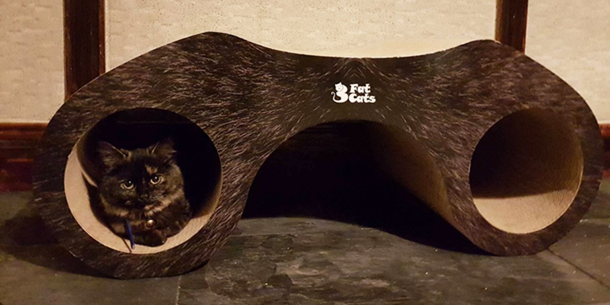 bristol cat cafe