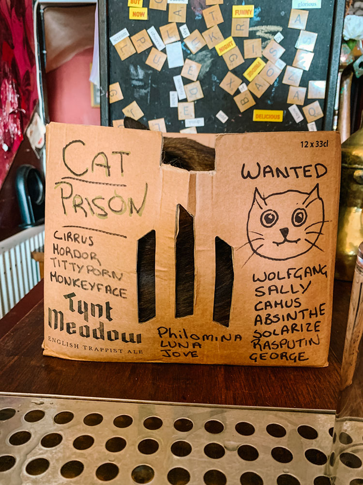 cat prison