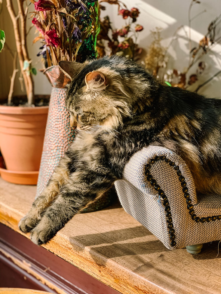 cat stretch
