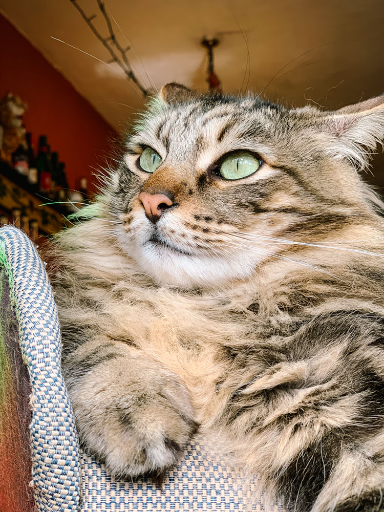 baf of nails cat