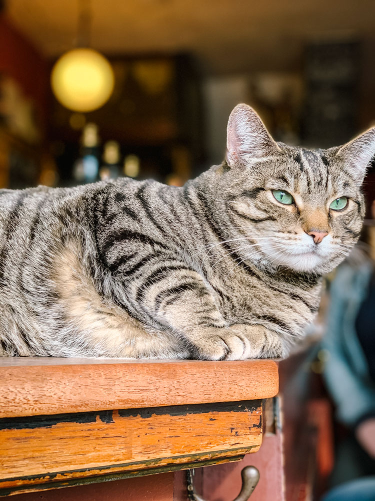 Chonker