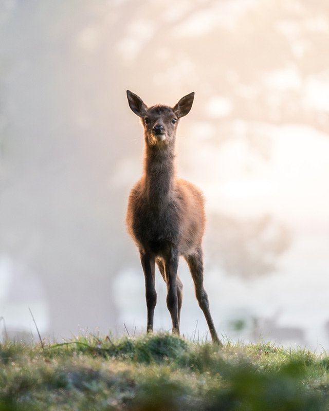 bristol fawn