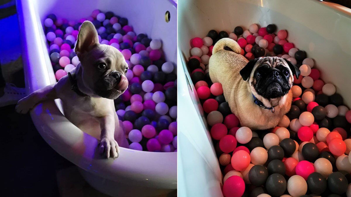 pug and frenchie bristol