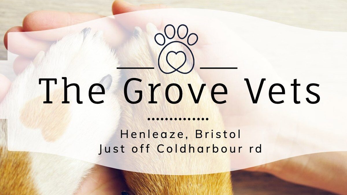 grove vets