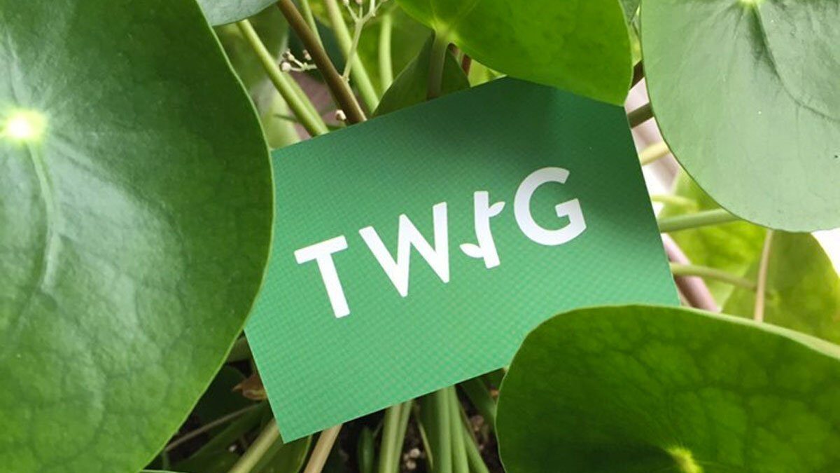twig plants