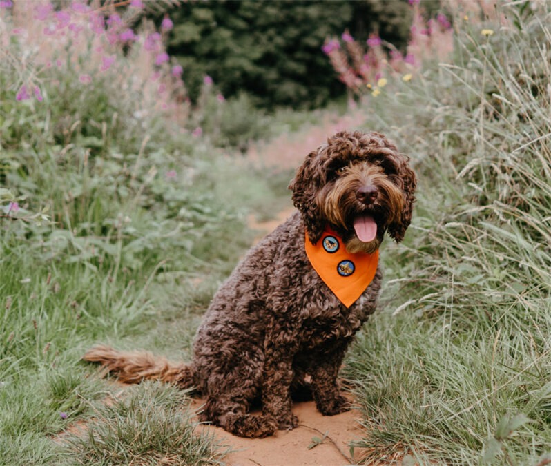 houndplus